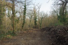 Petit bois (Esprit des lieux)