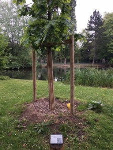 ©Les Ibis - Sauver Le Vésinet