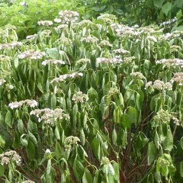 ©SLV - entretien négligé